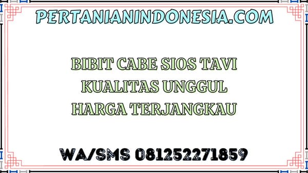 Bibit Cabe Sios Tavi Kualitas Unggul Harga Terjangkau